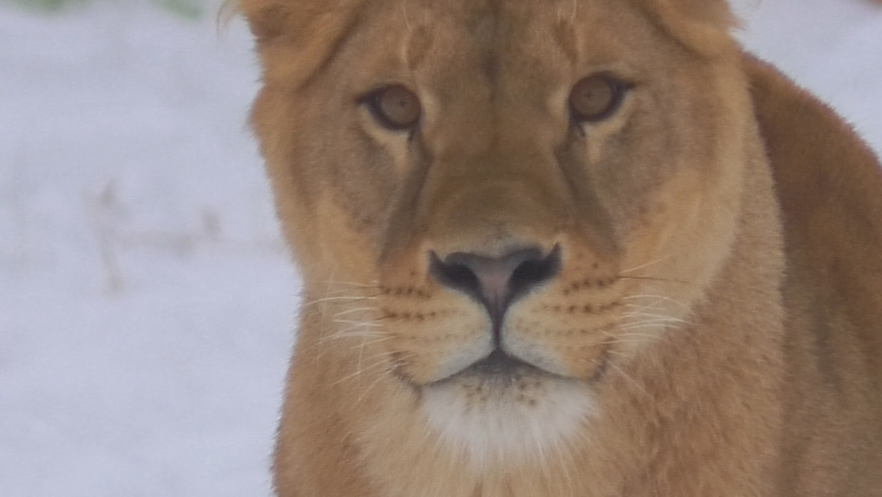В ярославском зоопарке белые львы начали строить любовь