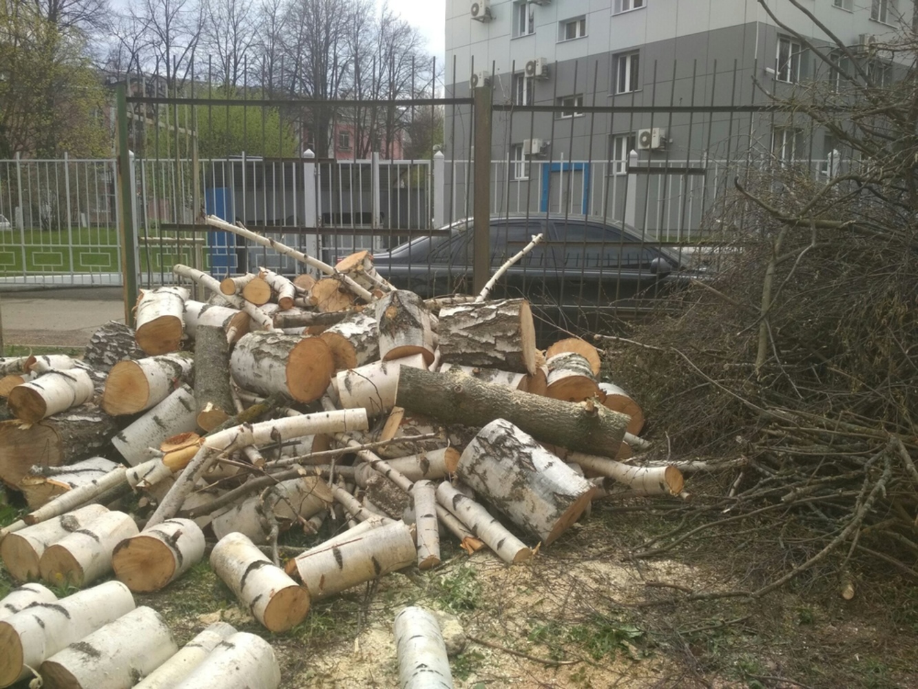 Сайт психиатрической больницы ярославль. Спил деревьев в Ярославле. Лесоповал в Обнинске.