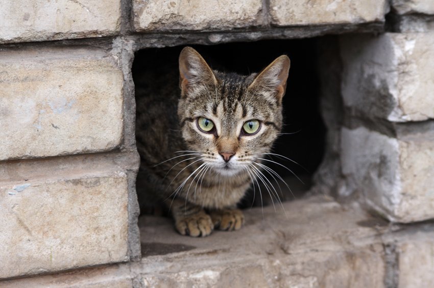 Кошки в подвале дома. Подвальные кошки. Кошки в подвале. Котик в подвале. Кот кирпич.