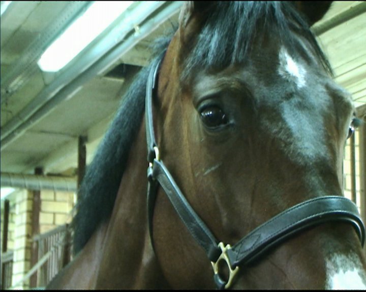 Конноспортивная школа Ярославля приобрела двух породистых лошадей
