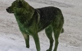 Ярославцы пытаются разгадать тайну «зеленых собак»