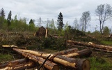 Жители Ярославской области возмущены вырубкой еловой рощи в Даниловском районе