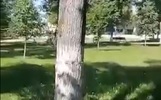 Жителям Углича удалось остановить вырубку деревьев в парке Победы