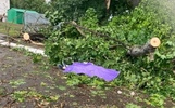 Семье женщины, погибшей от упавшего дерева под Ярославлем, окажут материальную помощь