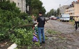 Ярославские следователи устанавливают чиновников, причастных к гибели женщины под упавшим деревом