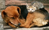 В Костромской области голодают около сотни собак и кошек, собранные бывшей сотрудницей лосефермы