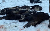 С виновников расстрела лосей под Тутаевом собираются взыскать более 3 миллионов рублей