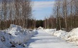 В Ярославле возбуждено уголовное дело о вырубке Прусовского леса