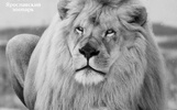 В Ярославском зоопарке умер белый лев Ярос