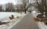 В Ярославском парке «Нефтяник» спилили «фотодеревья»