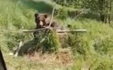 В Ярославской области медведь провалился в колодец