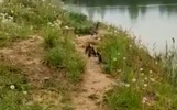Сторож ярославского правительства спас утиное семейство