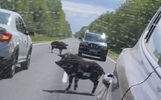В Ярославской области спустя три недели свиньи Машка и Борька сами вернулись домой