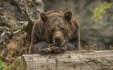 Жителей Крайнего Севера защитят от неожиданных встреч с бурыми медведями