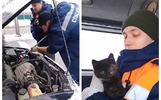 Ярославские спасатели в морозы вытащили котенка из-под капота авто
