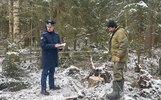 В Ярославской области завели уголовное дело из-за вырубленного леса