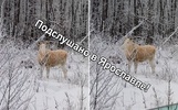В Ярославской области заметили лося-альбиноса