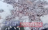 На озере под Ярославлем гибнет рыба