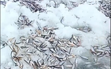 В рыбоохране рассказали подробности дел по браконьерству на ярославских озерах