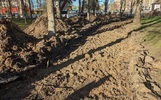 «Обрубили корни»: ярославцы жалуются на благоустройство парка в Брагино