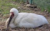 В Ярославском зоопарке стерхам подложили гусиные яйца