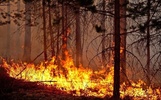В ярославском МЧС предупреждают о возможности лесных пожаров