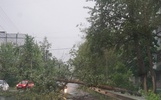 В Ярославской области во время грозы повалило деревья