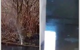 Стоки текут в Волгу: жители Ярославской области рассказали о коммунальной аварии