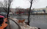 У брагинских уток искали болезнь Ньюкасла