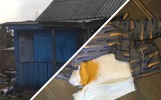 Под Ярославлем собака покусала трехлетнего мальчика