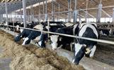В прошлом году ярославские аграрии произвели продукции на 70,3 млрд