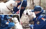 В Ярославле спасли запутавшегося в колючей проволоке алабая