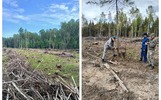 Ярославский предприниматель заплатит за незаконные вырубки