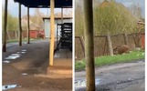 В ярославском министерстве прокомментировали видео с гуляющим кабаном