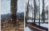 Прокуратура нашла нарушения в Юбилейном парке Ярославля