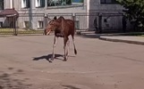 В Рыбинске лось пришел в суд