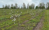 В Ярославской области зацвели промышленные сады