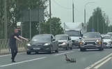 В Ярославле водитель помог утятам перейти дорогу