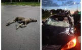 В Ярославле сбили выскочившего на дорогу лося