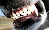 В Рыбинске осудили хозяйку укусившей девочку собаки