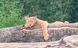 Ярославцы сфотографировали отдыхающую рысь
