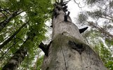 В Ярославской области у собственника забрали колхозные леса