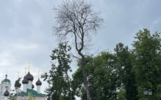 Ярославцы рассказали об опасном дереве в центральном сквере