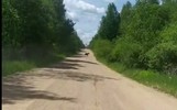 Под Переславлем медведица вышла на дорогу
