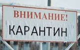 В Ярославской области введен карантин по бешенству