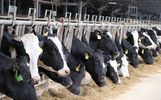 Ярославскому молочно-товарному комплексу добавили электро-мощностей