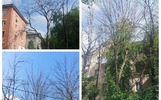 В Ярославле говорят о массовом вымирании вязов