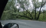 Проспект Фрунзе в Ярославле перегородило дерево