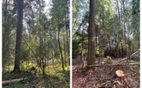 У ярославской ОПГ изъяли спецтехнику за незаконные миллионные рубки
