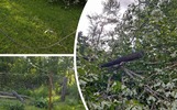 Под Даниловом ураган повалил деревья